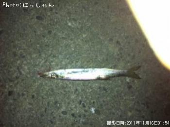 �饫�ޥ�