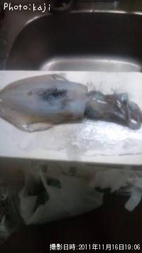 �����ꥤ��