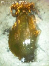 ¥¢¥ª¥ê¥¤¥«