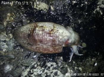 ���ߥ���