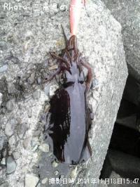 �����ꥤ��