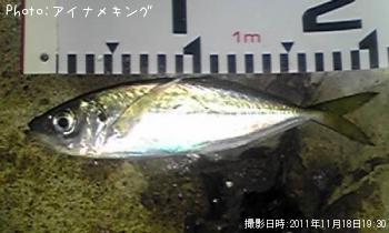 アジ