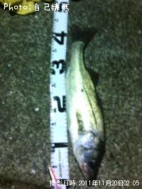 ¥·¡¼¥Ð¥¹¡´¡Ê¡°¢¦¡°¡Ë¥Î