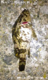 �٥å�������