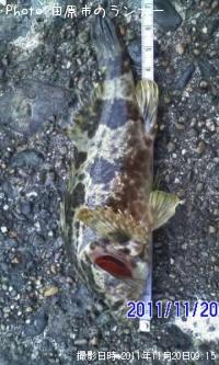 �����Υ���Х�