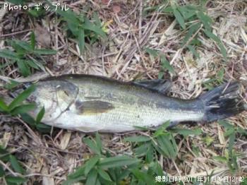 �֥�å��Х�