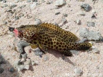 ¥«¥ó¥â¥ó¥Ï¥¿