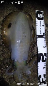 ¥¢¥ª¥ê¥¤¥«