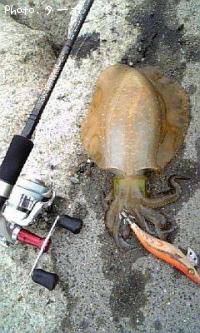 ¥¢¥ª¥ê¥¤¥«