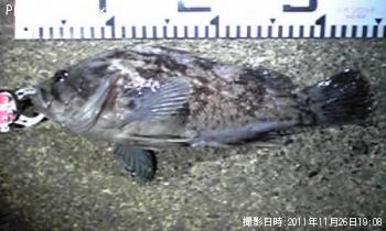 クロソイ
