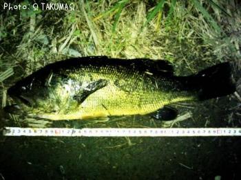 ¥Ö¥é¥Ã¥¯¥Ð¥¹