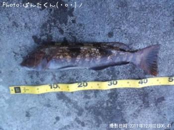 �����ʥ�