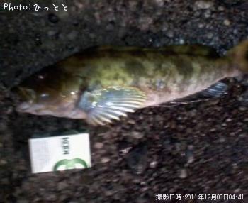 �����ʥ�