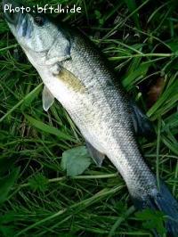 ¥Ö¥é¥Ã¥¯¥Ð¥¹