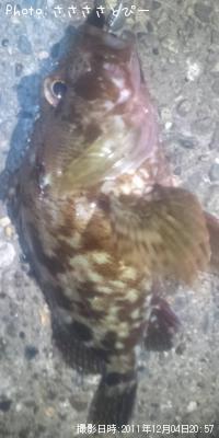 カサゴ