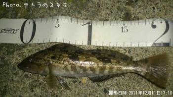 �����ʥ�