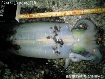 ¥¢¥ª¥ê¥¤¥«