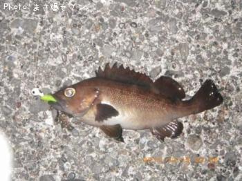 ¥¨¥¾¥á¥Ð¥ë