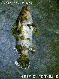 ¥Ù¥Ã¥³¥¦¥¾¥¤