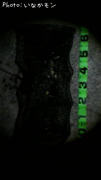 ¤ªµû¥¥é¡¼¡©