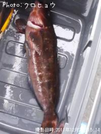 �����ʥ�