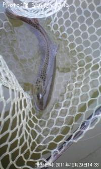 �֥饦��ȥ饦��