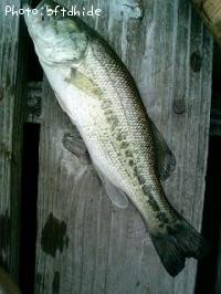 ¥Ö¥é¥Ã¥¯¥Ð¥¹