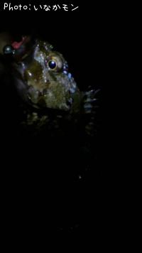 ����������Х�