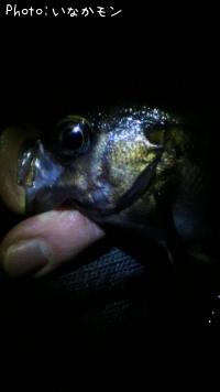 ����������Х�