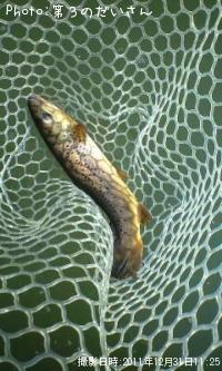 �֥饦��ȥ饦��