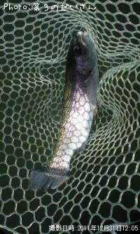 �쥤��ܡ��ȥ饦��