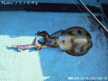 ¥¢¥ª¥ê¥¤¥«