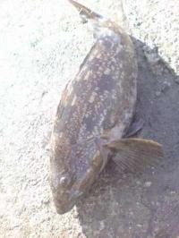 �����ʥ�