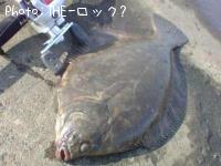 �������쥤