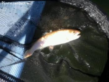 �쥤��ܡ��ȥ饦�ȡʥ���ӥΡ�