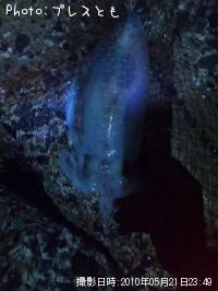 ¥¢¥ª¥ê¥¤¥«