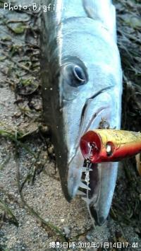 ¥ª¥Ë¥«¥Þ¥¹