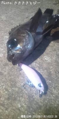 メバル