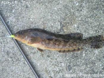 �����ʥ�