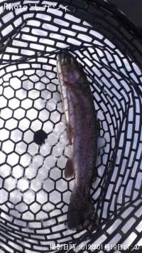 �쥤��ܡ��ȥ饦��