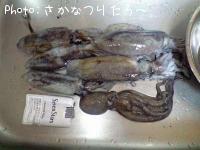 ¥¢¥ª¥ê¥¤¥«
¥¿¥³