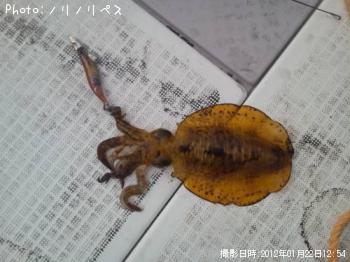 �����ꥤ��