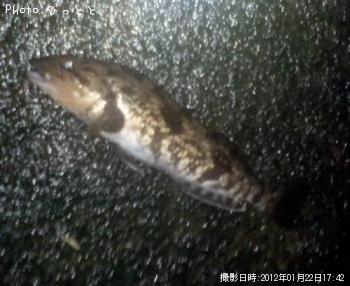 �����ʥ�