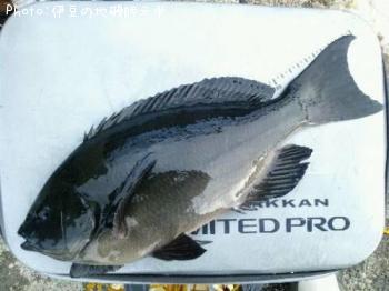 ¸ýÂÀ¥á¥¸¥Ê