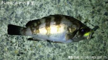 ������Х�