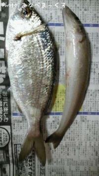 ¥¥¹¡¡¥Ø¥À¥¤¡©