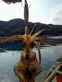 ¥¢¥ª¥ê¥¤¥«