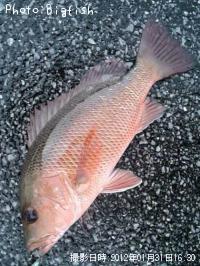 ���ޥե�����