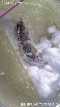 ¥ì¥¤¥ó¥Ü¡¼¥È¥é¥¦¥È