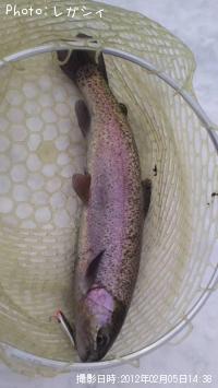 �쥤��ܡ��ȥ饦��